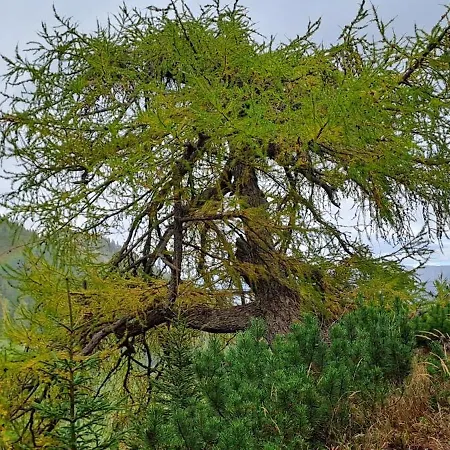 Haus Simone דירה *