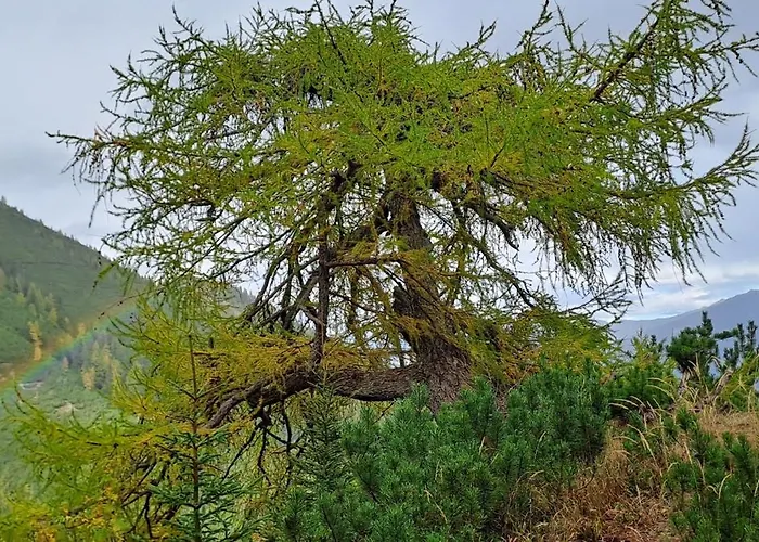 豪斯西蒙娜公寓 公寓 *