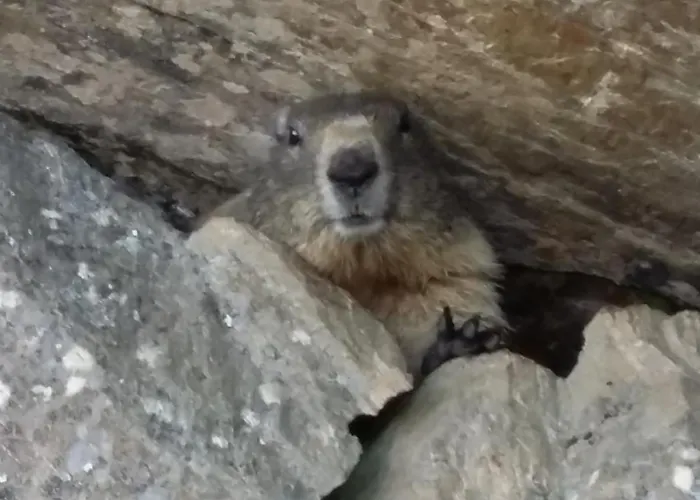 豪斯西蒙娜公寓